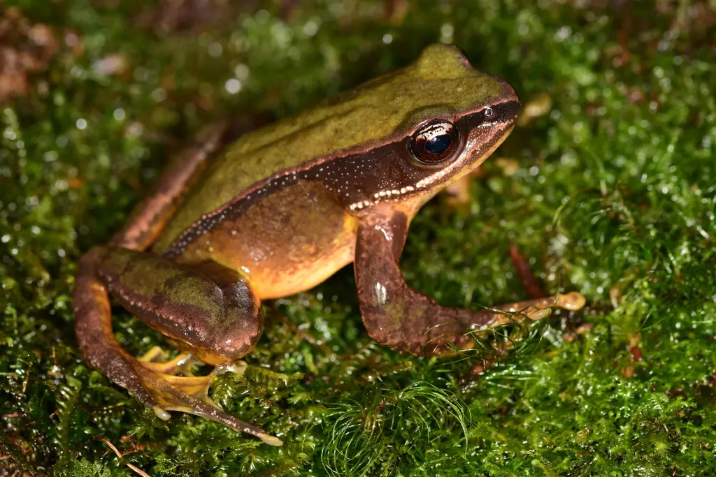 Potentially Endangered spiny frog identified by scientists for